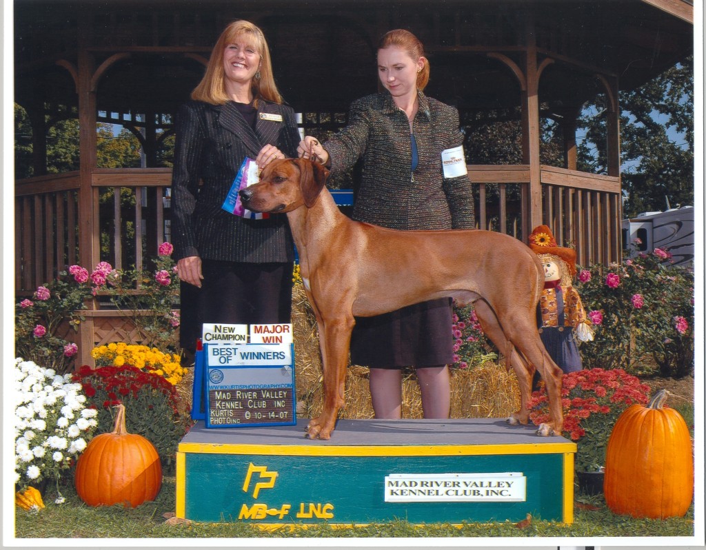 Buzz – BRIDON Rhodesian Ridgebacks